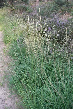 Molinia arundinacea \ Rohr-Pfeifengras, D Bad Dürkheim 20.8.2009