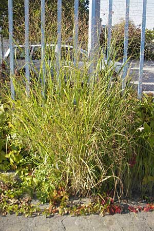 Panicum virgatum \ Rotbraunblttrige Ruten-Hirse, D Weinheim an der Bergstraße 8.9.2009