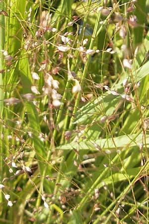 Panicum virgatum \ Rotbraunblttrige Ruten-Hirse, D Weinheim an der Bergstraße 8.9.2009