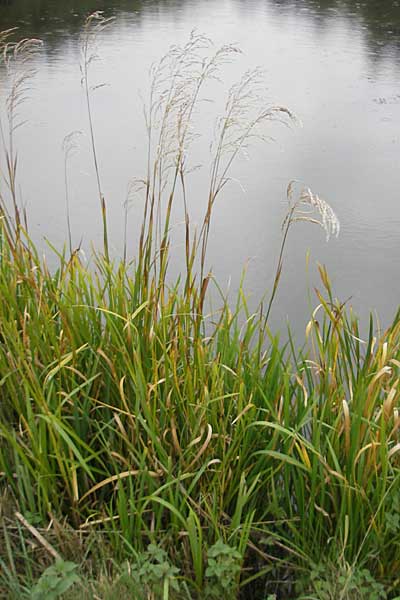 Glyceria maxima \ Wasser-Schwaden / Reed Manna Grass, Reed Sweet Grass, D Dinkelsbühl 9.10.2009