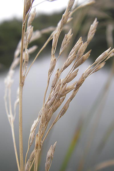 Glyceria maxima \ Wasser-Schwaden / Reed Manna Grass, Reed Sweet Grass, D Dinkelsbühl 9.10.2009