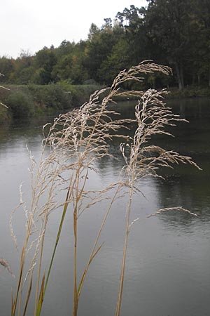 Glyceria maxima \ Wasser-Schwaden / Reed Manna Grass, Reed Sweet Grass, D Dinkelsbühl 9.10.2009