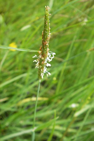 Alopecurus geniculatus \ Knick-Fuchsschwanz / Marsh Foxtail, D Eppertshausen 12.6.2010