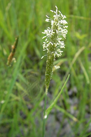 Alopecurus geniculatus \ Knick-Fuchsschwanz / Marsh Foxtail, D Eppertshausen 12.6.2010