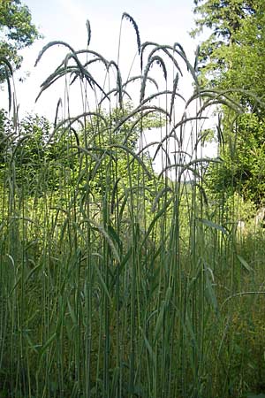 Secale cereale var. multicaule \ Waldstauden-Korn, Johannis-Roggen, D Odenwald, Hammelbach 21.6.2010