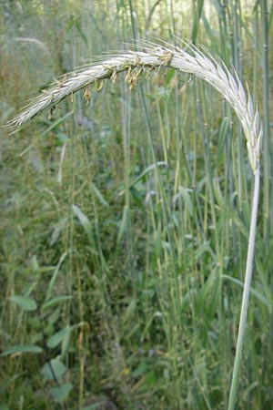 Secale cereale var. multicaule \ Waldstauden-Korn, Johannis-Roggen, D Odenwald, Hammelbach 21.6.2010