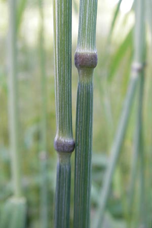 Secale cereale var. multicaule \ Waldstauden-Korn, Johannis-Roggen / Wild Rye, D Odenwald, Hammelbach 21.6.2010