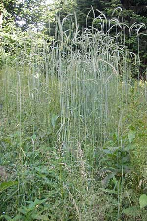 Secale cereale var. multicaule \ Waldstauden-Korn, Johannis-Roggen, D Odenwald, Hammelbach 21.6.2010