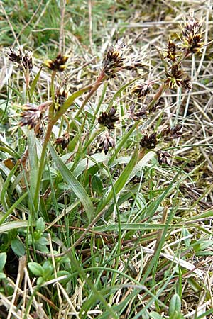 Luzula campestris \ Feld-Hainsimse, Hasenbrot / Field Wood-Rush, D Ingelheim 5.4.2008