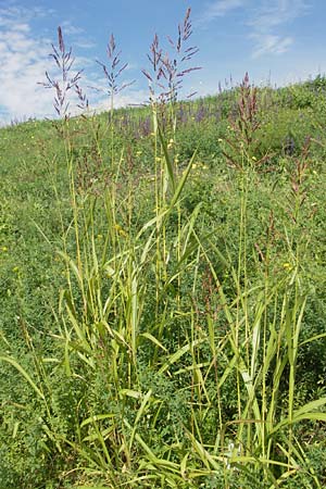 Sorghum halepense \ Aleppo-Mohrenhirse / Johnson Grass, D Mannheim 3.10.2010