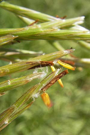 Bromus inermis \ Grannenlose Trespe, D Mannheim 10.10.2010