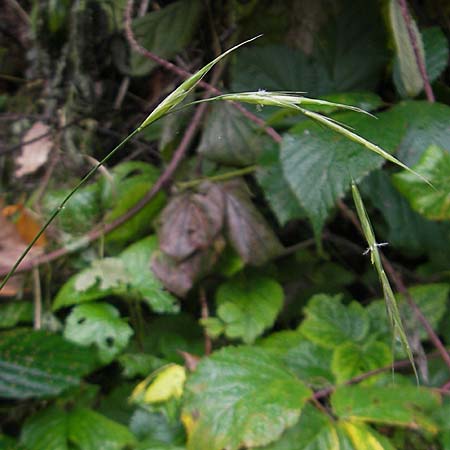 Brachypodium sylvaticum \ Wald-Zwenke / False Brome, D Weinheim an der Bergstraße 1.11.2010