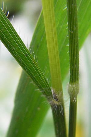 Brachypodium sylvaticum \ Wald-Zwenke / False Brome, D Weinheim an der Bergstraße 1.11.2010