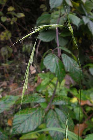 Brachypodium sylvaticum \ Wald-Zwenke / False Brome, D Weinheim an der Bergstraße 1.11.2010