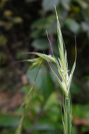 Brachypodium sylvaticum \ Wald-Zwenke / False Brome, D Weinheim an der Bergstraße 1.11.2010