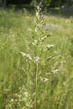 Holcus mollis \ Weiches Honiggras / Creeping Velvet Grass, D Karlsruhe 7.5.2011