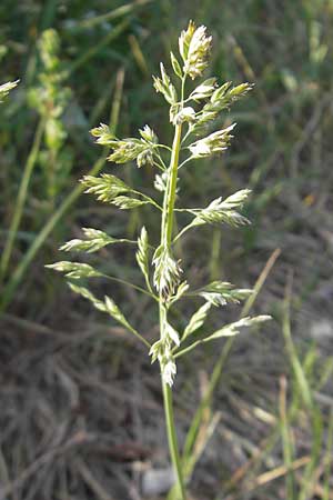 Poa pratensis \ Wiesen-Rispengras, Wiesenrispe / Smooth Meadow Grass, Kentucky Blue Grass, D Reilingen 12.5.2011