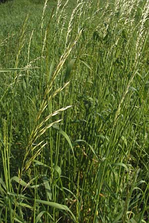 Arrhenatherum elatius \ Gewhnlicher Glatthafer / Bulbous Oat Grass, Tall Oat Grass, D Bruchsal 13.5.2011