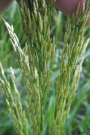 Glyceria maxima \ Wasser-Schwaden / Reed Manna Grass, Reed Sweet Grass, D Karlsruhe 20.5.2011