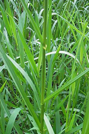 Glyceria maxima \ Wasser-Schwaden / Reed Manna Grass, Reed Sweet Grass, D Karlsruhe 20.5.2011