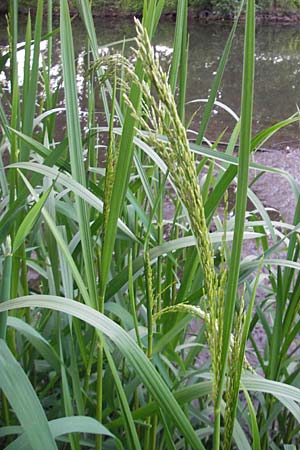 Glyceria maxima \ Wasser-Schwaden / Reed Manna Grass, Reed Sweet Grass, D Karlsruhe 20.5.2011