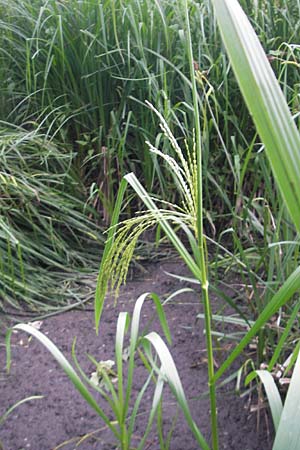 Glyceria maxima \ Wasser-Schwaden / Reed Manna Grass, Reed Sweet Grass, D Karlsruhe 20.5.2011