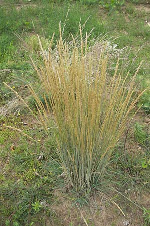 Koeleria glauca \ Blaugrnes Schillergras / Blue Hair Grass, D Sandhausen 23.6.2011