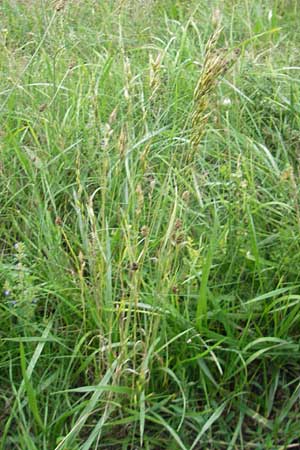 Bromus hordeaceus agg. \ Weiche Trespe / Soft Brome, D Viernheim 21.7.2011