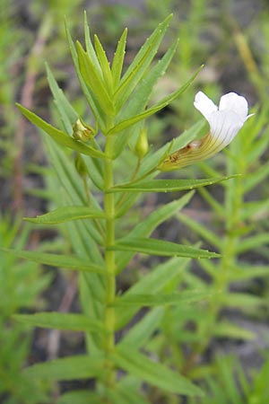 Gratiola officinalis / Gratiole, D Hanhofen 23.7.2011