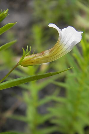 Gratiola officinalis \ Gottes-Gnadenkraut / Gratiole, D Hanhofen 25.7.2011