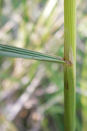 Poa palustris \ Sumpf-Rispengras / Swamp Meadow Grass, D Pfalz, Speyer 25.7.2012