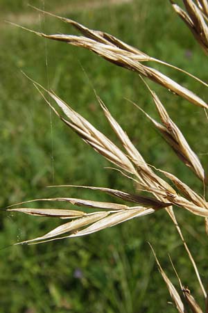 Bromus carinatus \ Gekielte Trespe, Platthren-Trespe / Mountain Brome, California Brome, D Ketsch 21.7.2013