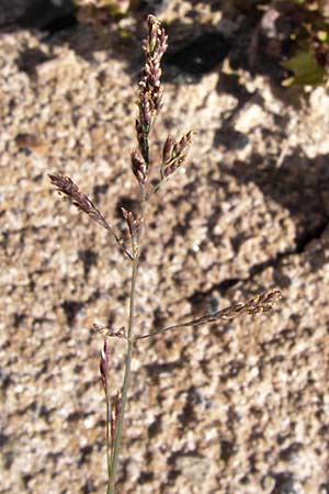 Puccinellia distans \ Gewhnlicher Salzschwaden / Reflexed Saltmarsh Grass, D Heringen 3.10.2013