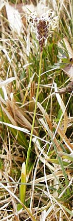 Sesleria caerulea \ Kalk-Blaugras / Moor Grass, D Andechs 31.3.2014