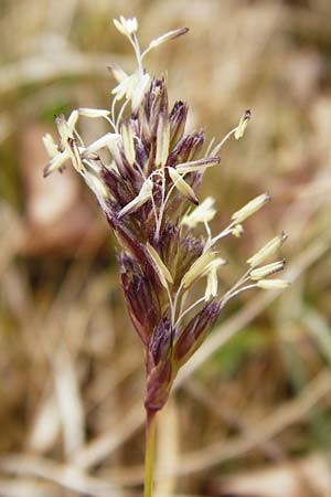 Sesleria caerulea \ Kalk-Blaugras / Moor Grass, D Andechs 31.3.2014