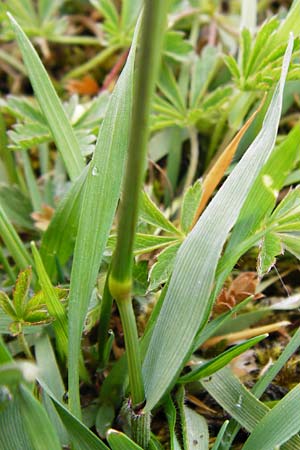 Anthoxanthum odoratum \ Gewhnliches Ruch-Gras / Sweet Vernal Grass, D Wetzlar 24.5.2014