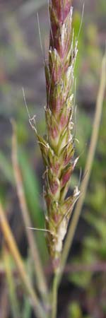 Alopecurus myosuroides \ Acker-Fuchsschwanz / Black-Grass, D Reilingen 15.8.2014