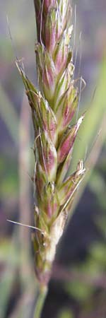 Alopecurus myosuroides \ Acker-Fuchsschwanz, D Reilingen 15.8.2014