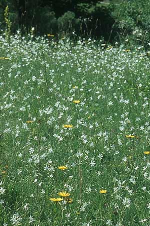 Anthericum ramosum \ stige Graslilie, Rispen-Graslilie, D Deggingen 25.7.2004