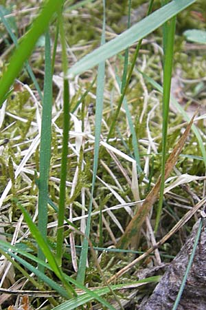 Brachypodium pinnatum \ Gefiederte Zwenke / Tor Grass, Heath False Brome, D Viernheim 4.5.2009