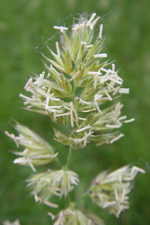 Dactylis glomerata \ Knuelgras, D Mannheim 21.5.2009