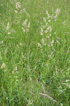 Dactylis glomerata \ Knuelgras, D Mannheim 21.5.2009