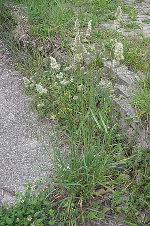 Dactylis glomerata \ Knuelgras / Cocksfoot Grass, Orchard Grass, D Mannheim 21.5.2009