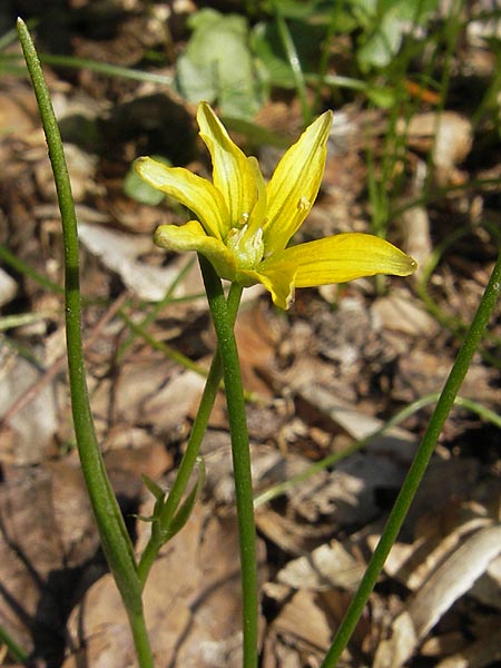 Gagea spathacea \ Scheiden-Gelbstern / Belgian Star of Bethlehem, D Hambrücken 7.4.2010