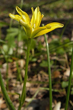 Gagea spathacea \ Scheiden-Gelbstern / Belgian Star of Bethlehem, D Hambrücken 7.4.2010