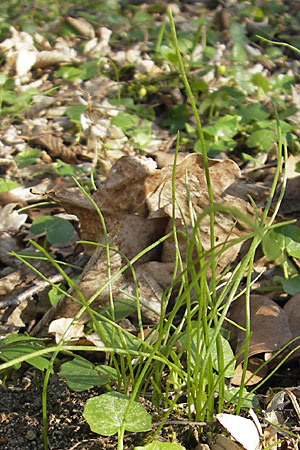 Gagea spathacea \ Scheiden-Gelbstern / Belgian Star of Bethlehem, D Hambrücken 7.4.2010