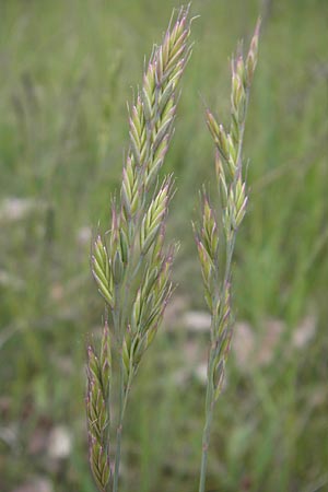 Lolium multiflorum / Italian Rye-Grass, D Mainz 15.5.2010