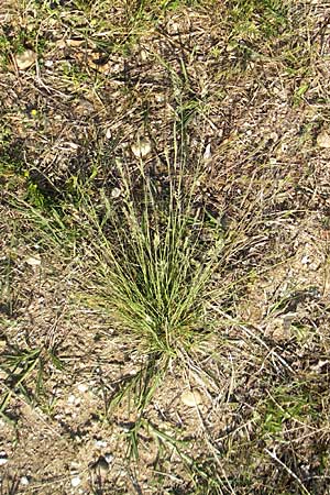 Festuca rubra agg. \ Gewhnlicher Rot-Schwingel / Creeping Red Fescue, D Karlsruhe 7.5.2011