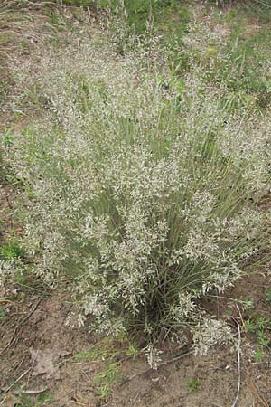Corynephorus canescens \ Graues Silbergras / Grey Hair-Grass, D Sandhausen 23.6.2011