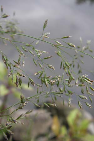 Poa palustris \ Sumpf-Rispengras / Swamp Meadow Grass, D Idar-Oberstein 25.6.2011